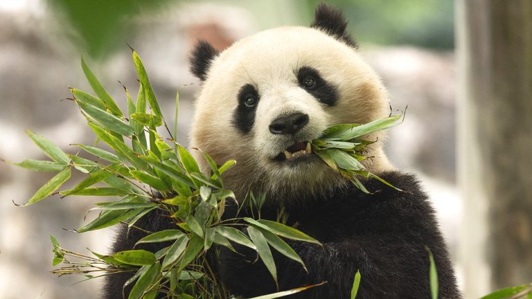 Pandas Return to Washington What You Didn’t Know About These Bamboo-Munching Icons!